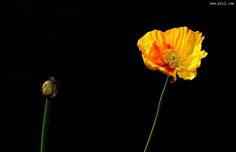 娇艳的虞美人图片