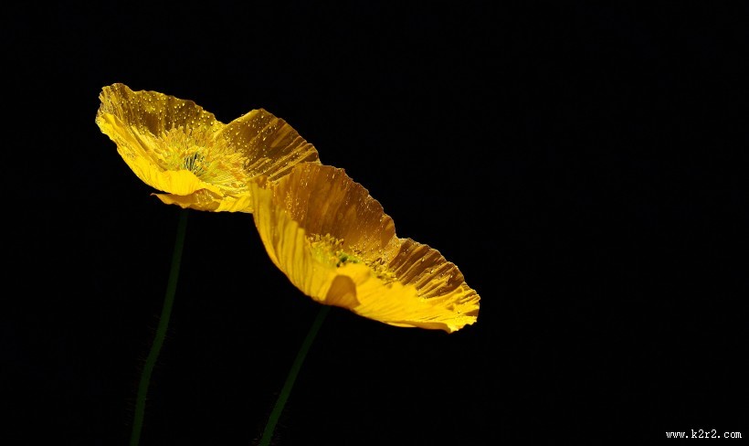 娇艳的虞美人图片