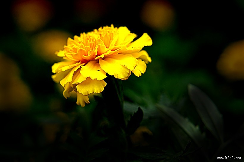 深秋独放的万寿菊图片大全