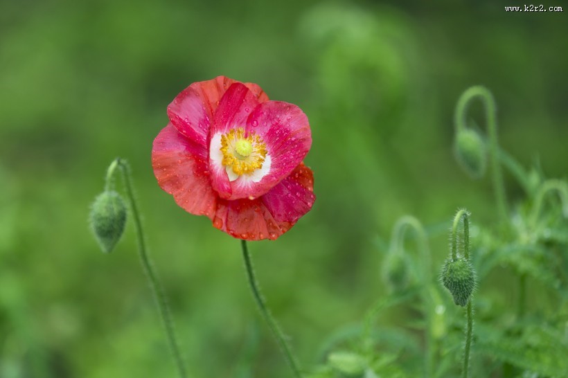 娇俏好看的虞美人图片