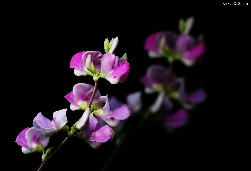 紫红色的扁豆花图片大全