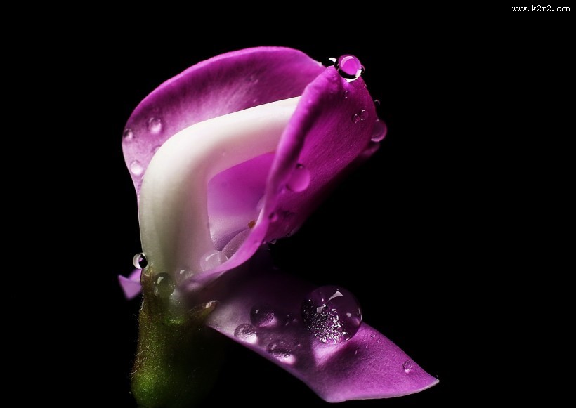 紫红色的扁豆花图片大全