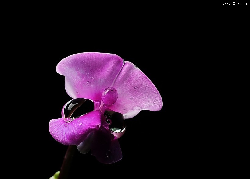 紫红色的扁豆花图片大全