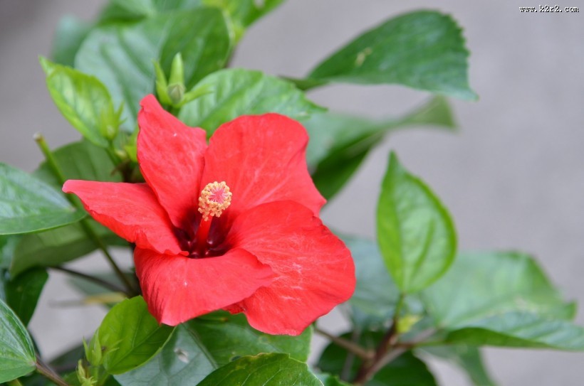 艳丽的朱槿花图片大全