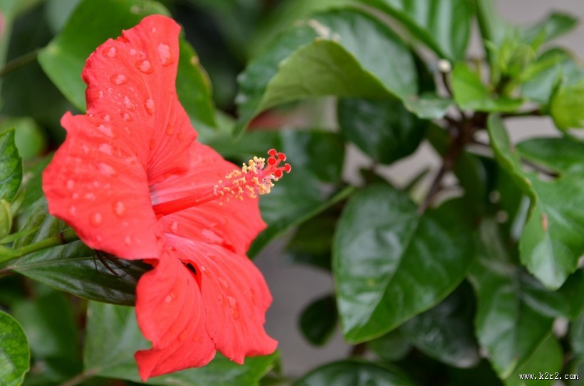 艳丽的朱槿花图片大全