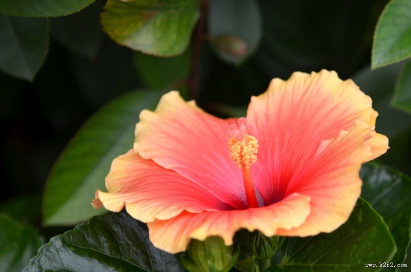 艳丽的朱槿花图片大全