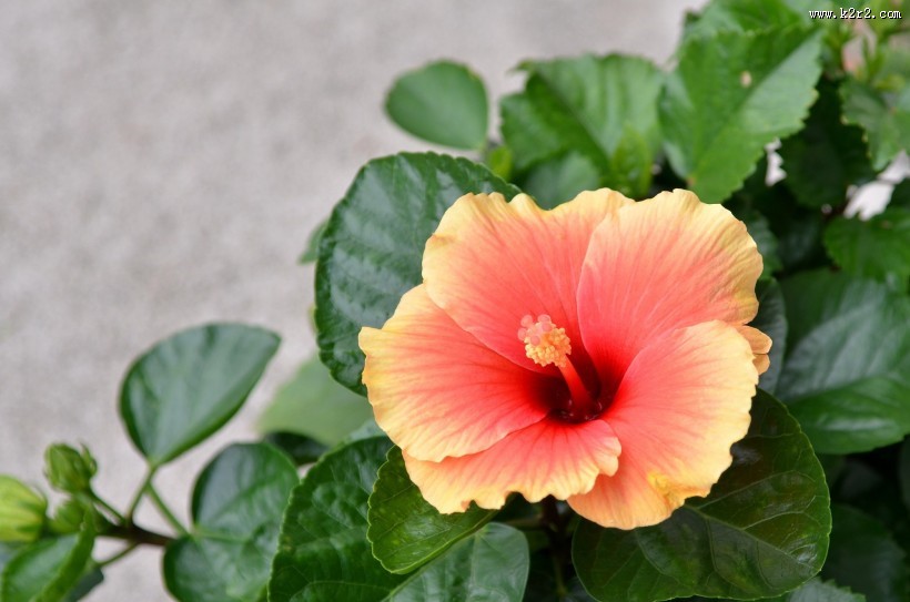 艳丽的朱槿花图片大全