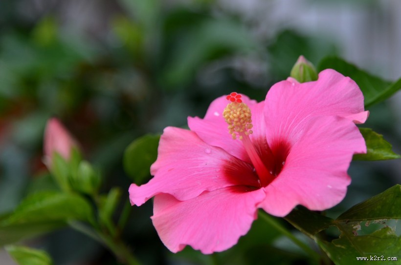 艳丽的朱槿花图片大全