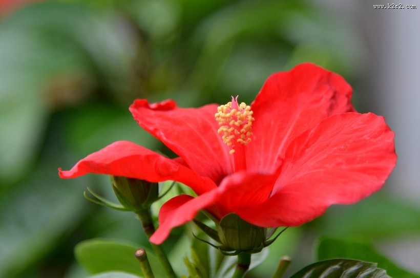 艳丽的朱槿花图片大全
