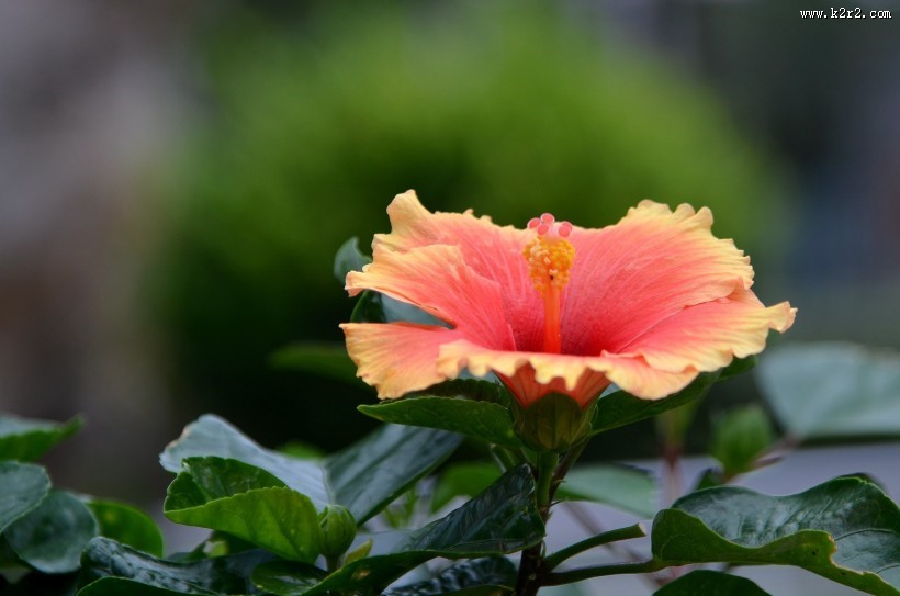 艳丽的朱槿花图片大全