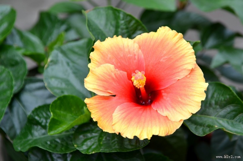 艳丽的朱槿花图片大全