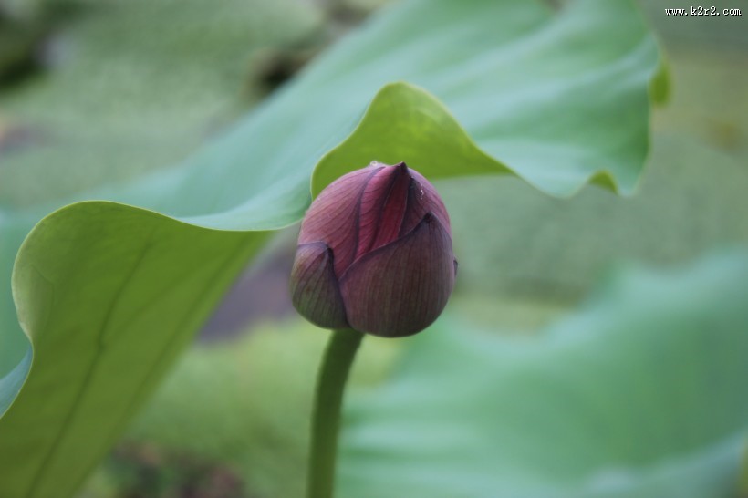 粉嫩娇媚的荷花图片