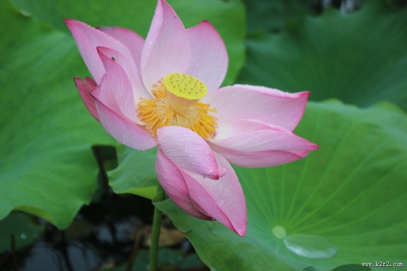 粉嫩娇媚的荷花图片