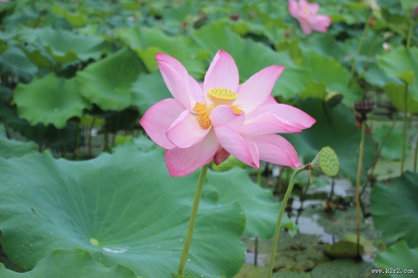 粉嫩娇媚的荷花图片