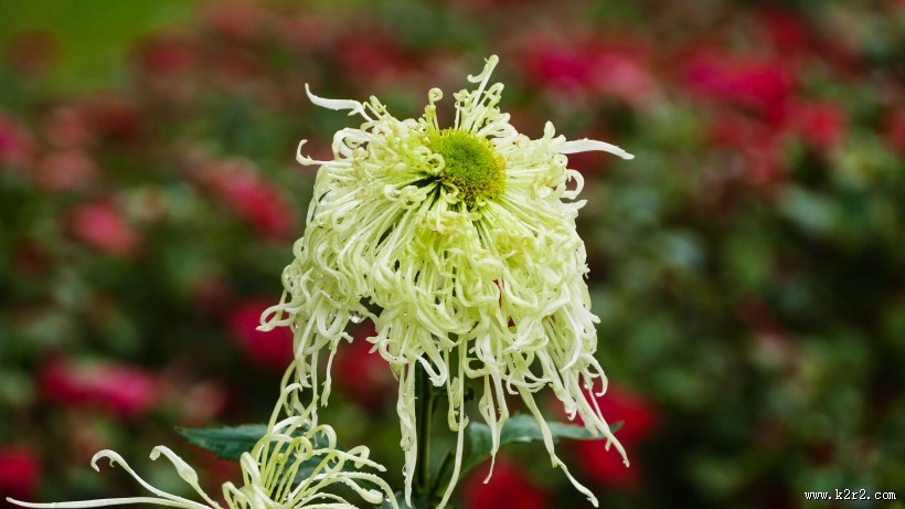 各种颜色的秋季菊花图片大全