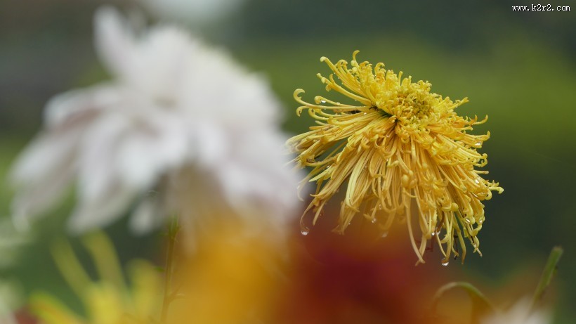 各种颜色的秋季菊花图片大全
