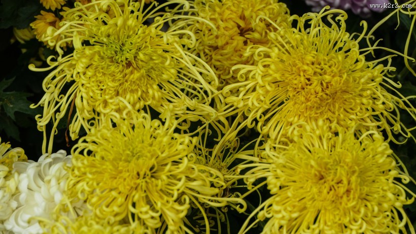 各种颜色的秋季菊花图片大全