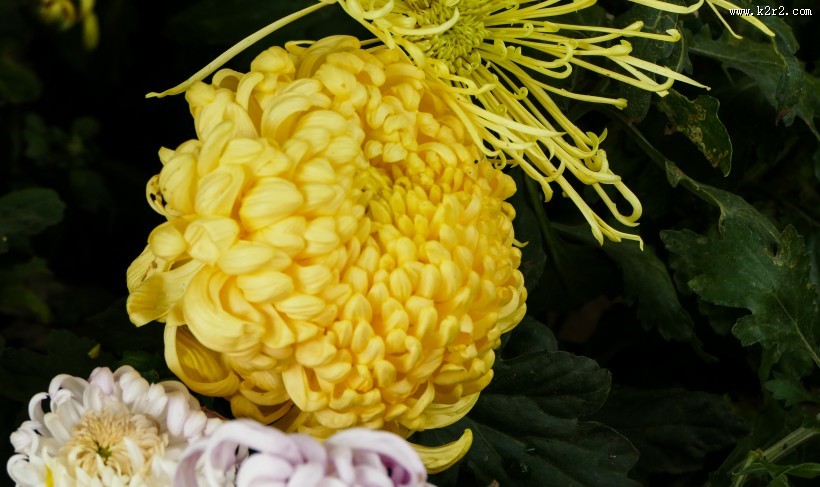 各种颜色的秋季菊花图片大全
