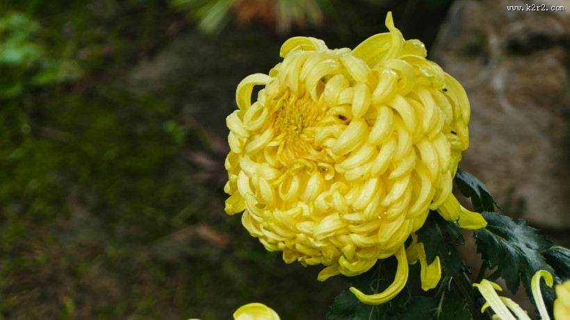 各种颜色的秋季菊花图片大全