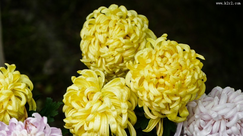 各种颜色的秋季菊花图片大全