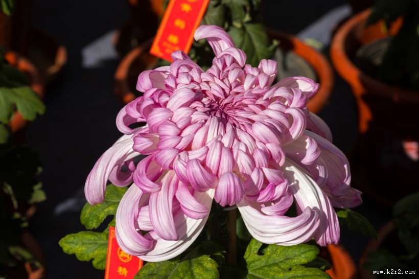 怒放盛开的菊花图片大全