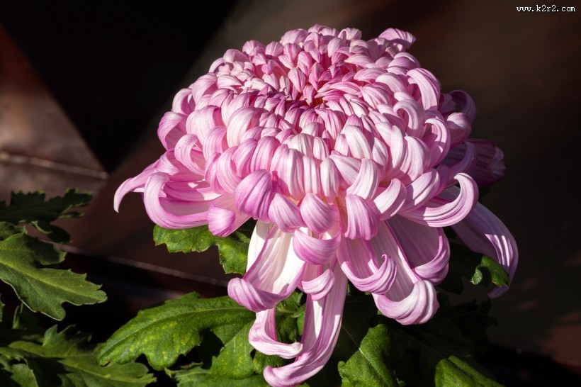 怒放盛开的菊花图片大全