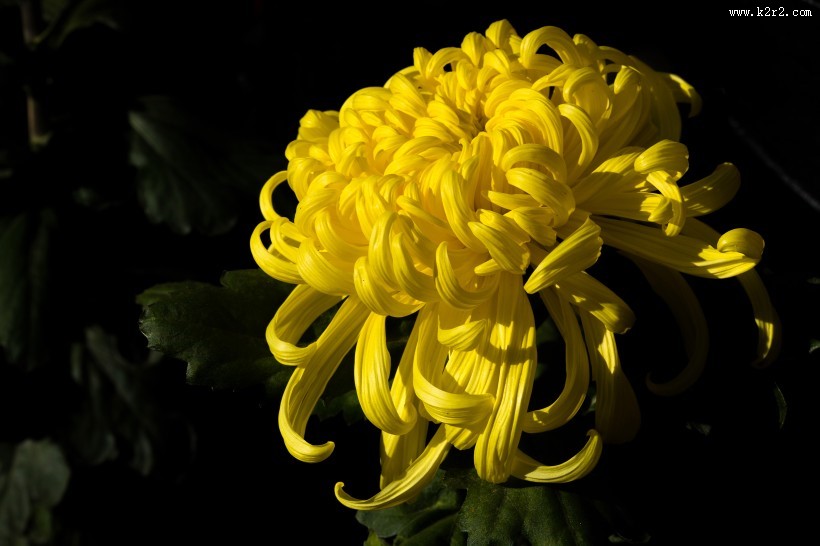 怒放盛开的菊花图片大全