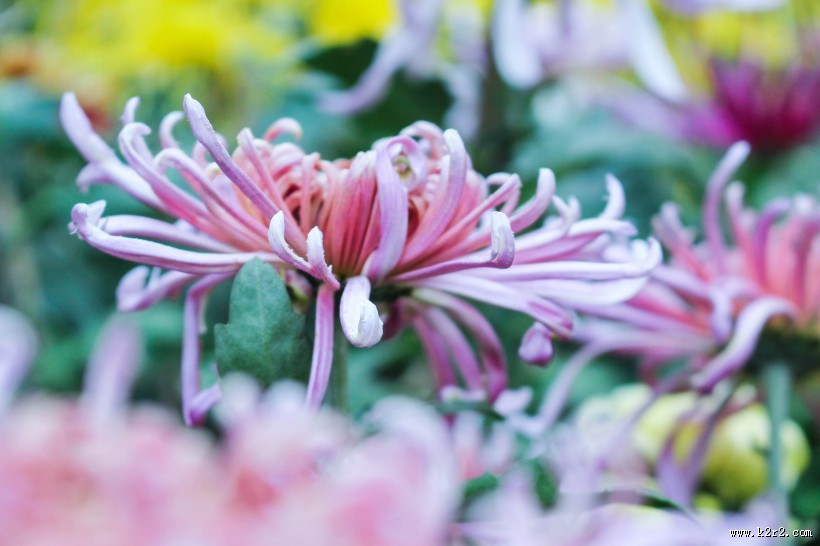 怒放盛开的菊花图片大全