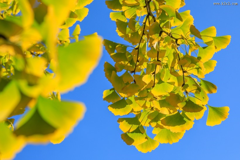 秋天如金色蝴蝶的银杏叶图片大全