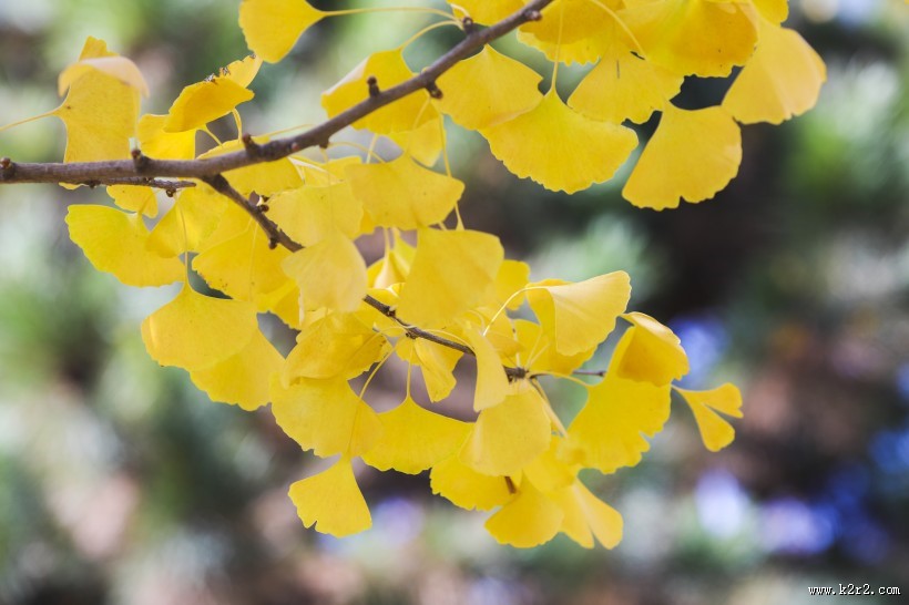 秋天如金色蝴蝶的银杏叶图片大全
