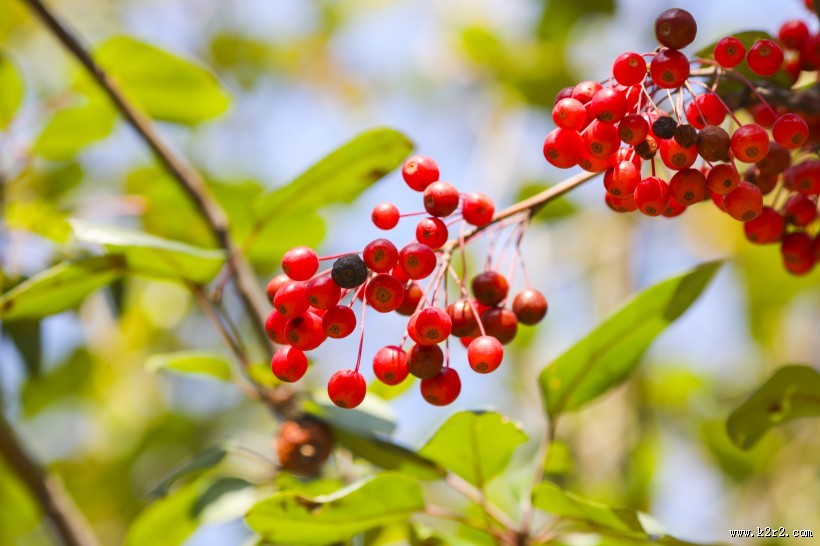 秋天唯美红色相思豆图片