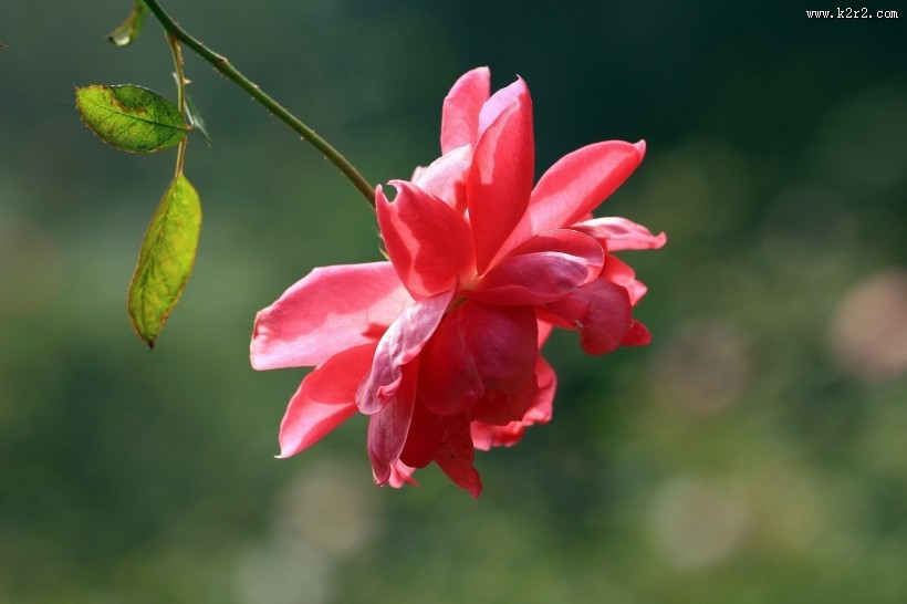 月季花图片大全