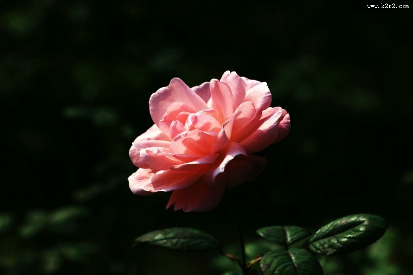 月季花图片大全