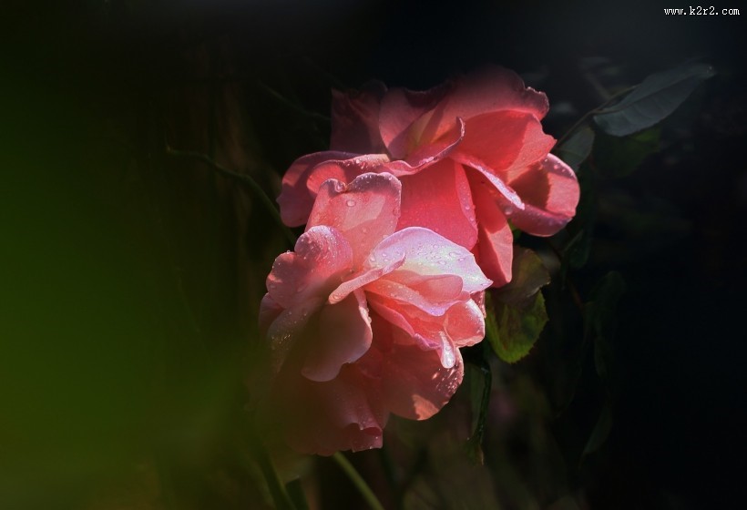 月季花图片大全