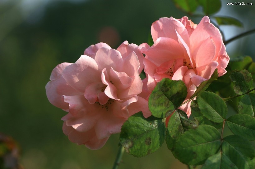 月季花图片大全