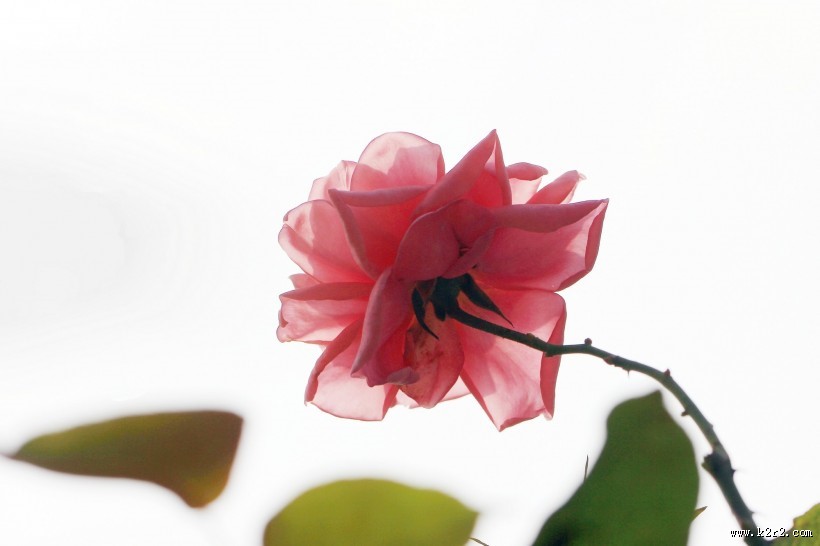 月季花图片大全