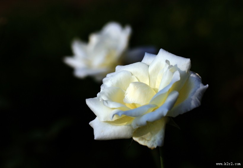 月季花图片大全