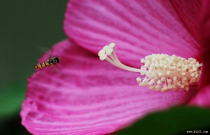 芙蓉葵花卉图片