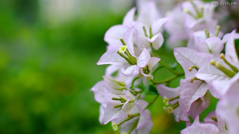 美丽勒杜鹃图片