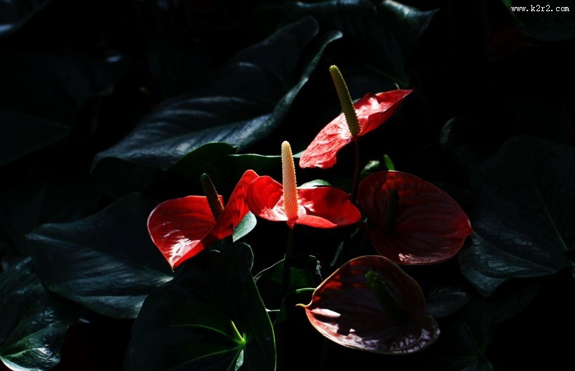 火红的红掌花图片