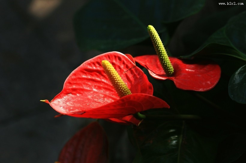 火红的红掌花图片