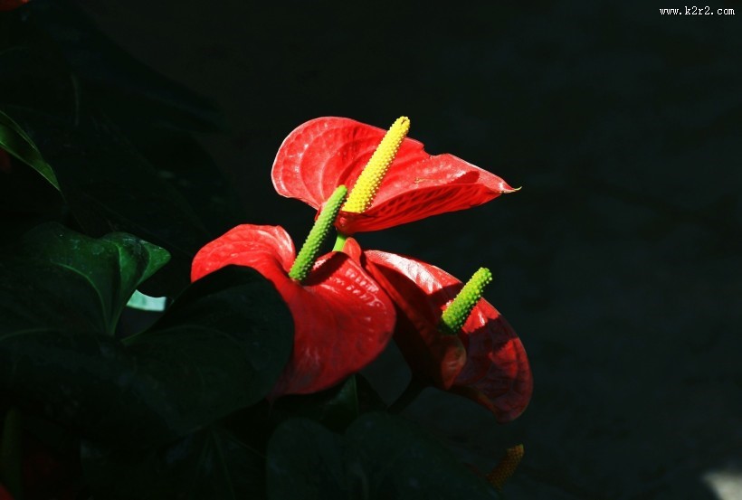 火红的红掌花图片