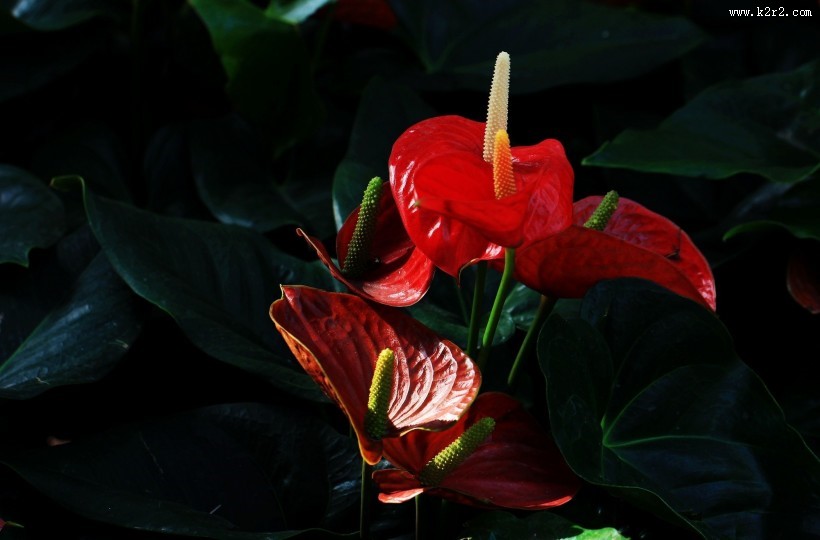 火红的红掌花图片