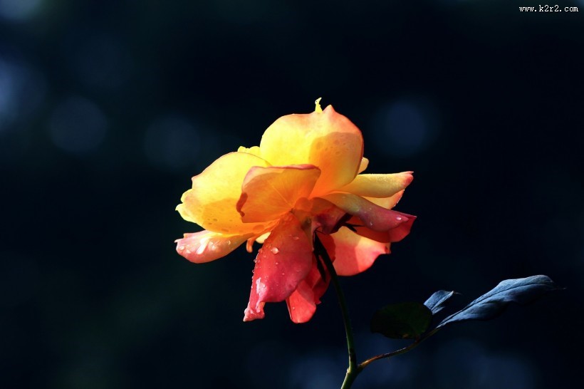 深秋的月季花图片