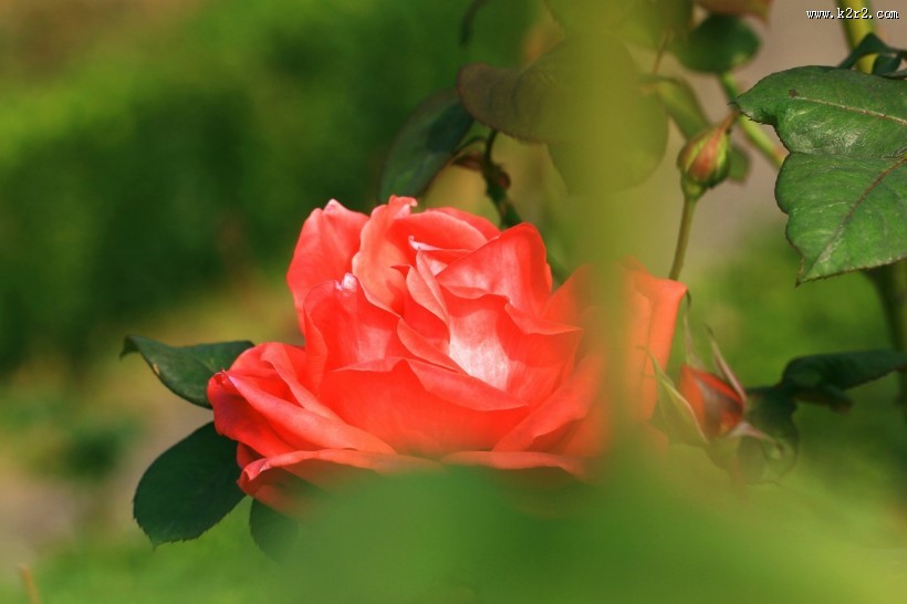 深秋的月季花图片