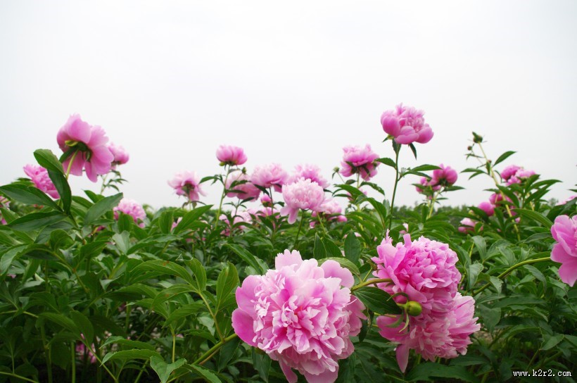 粉红色的牡丹图片