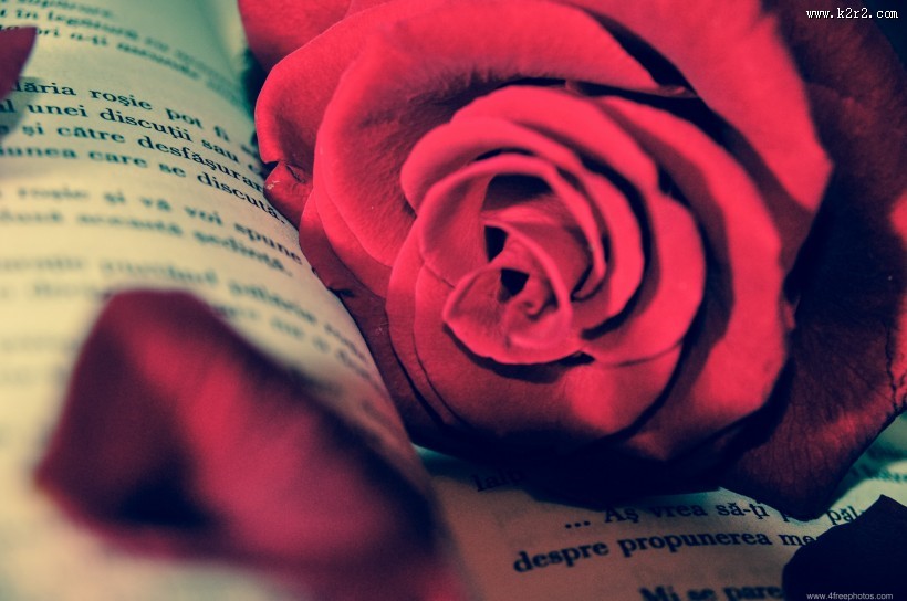 英语书上的红色玫瑰花图片