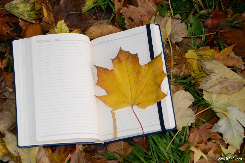 笔记本上的一片枫叶图片