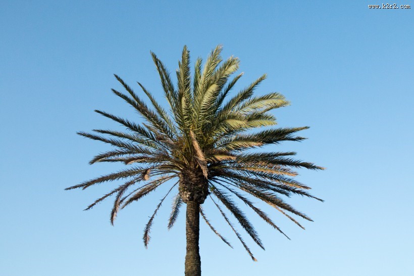 低海拔生长的椰子树图片