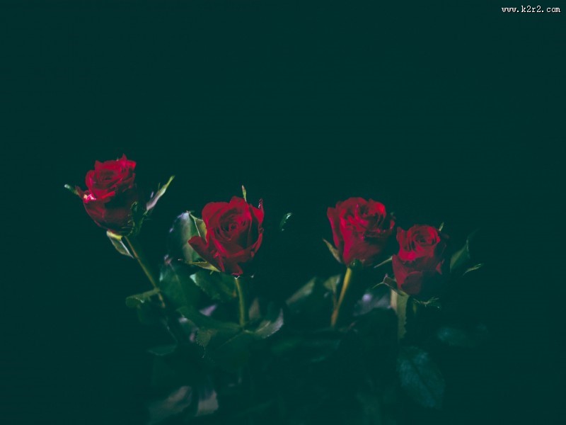 鲜艳的红玫瑰图片